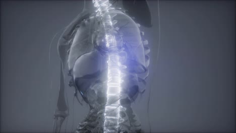 Rückenschmerzen-In-Den-Hinteren-Knochen